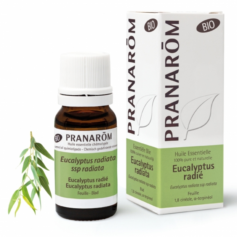 Eucalyptus radié BIO - 10 ml